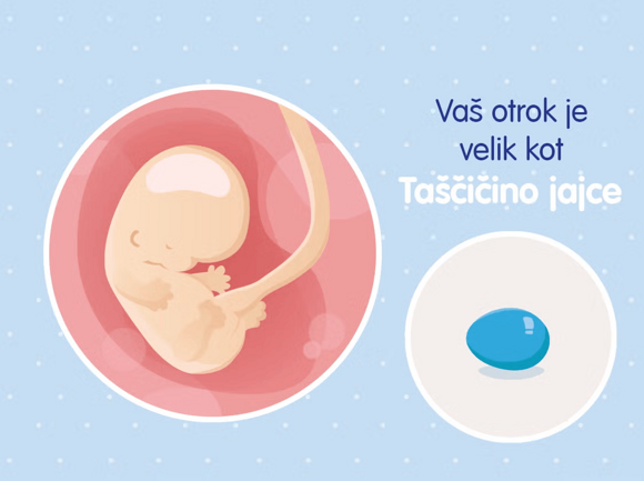 8-teden 8-teden