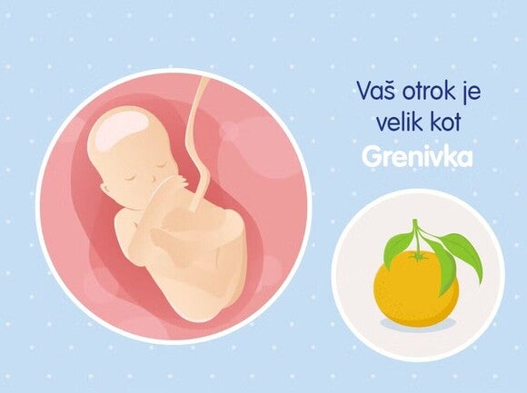 Razvoj otroka v 19. tednu nosečnosti